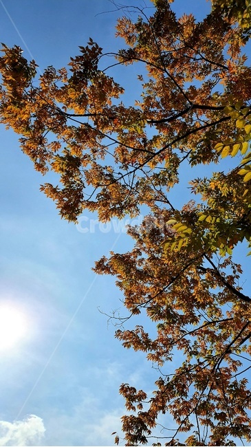 가을하늘,맑음,나무,단풍,나무줄기,가을,계절,fall,autumn,season,tree,plant,식물,leaf,잎,tree trunk,나무 줄기