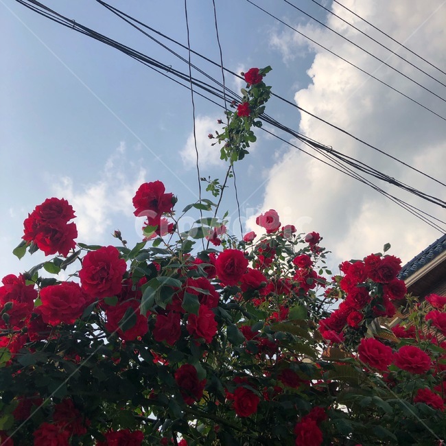 5월,장미,꽃,flower,rose
