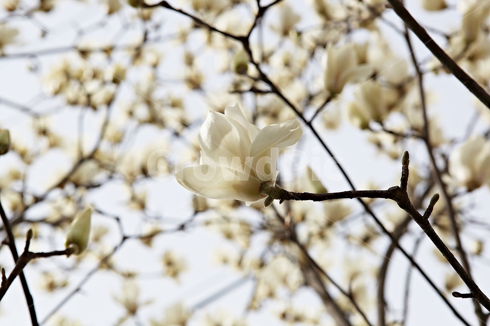 목련,목련꽃,흰목련,봄꽃,꽃,봄,식물,자연,공원,식물,자연,plants,nature,꽃,flower