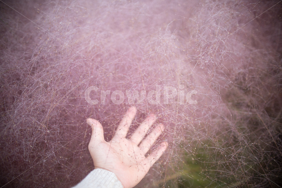가을,핑크,핑크뮬리,분홍,pink,손,식물,자연,plants,nature,사람,인물,인간,human,person,신체일부,몸,body