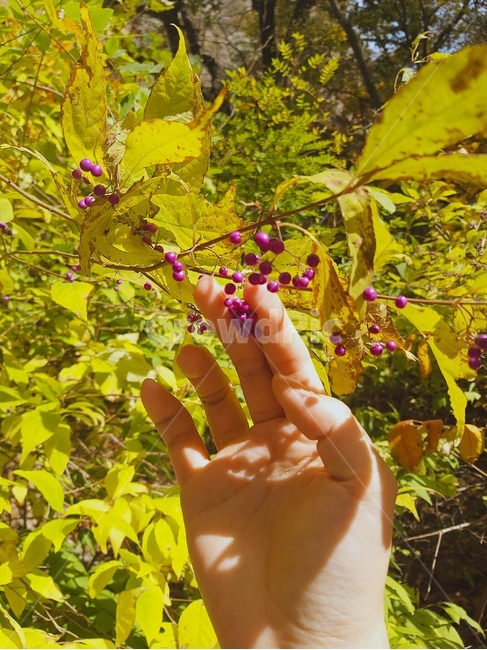plant,식물,hand,손,햇빛,봄