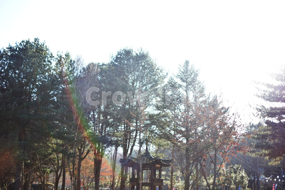 나무,춘천,햇빛,하늘,빛,자연,풍경,nature,landscape,outdoors,옥외