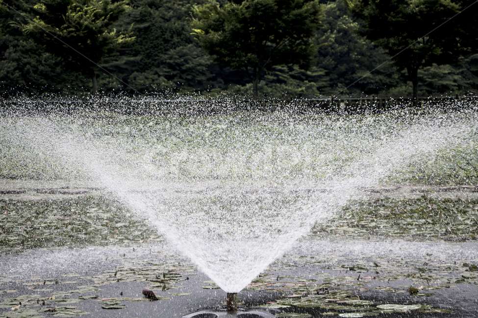 분수,물방울,공원,야외,여름,시원함,물줄기,연못,저수지,분수대,자연,풍경,nature,landscape,water,물