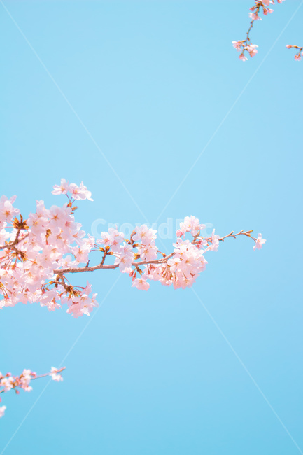 배경화면,바탕화면,벚꽃,감성사진,ppt배경,하얀벚꽃,봄,분홍꽃,하늘,풍경,봄꽃,파란하늘,맑은하늘,잠금화면,blossom,사쿠라,봄,계절,spring,season,자연,풍경,nature,landscape,plant,식물