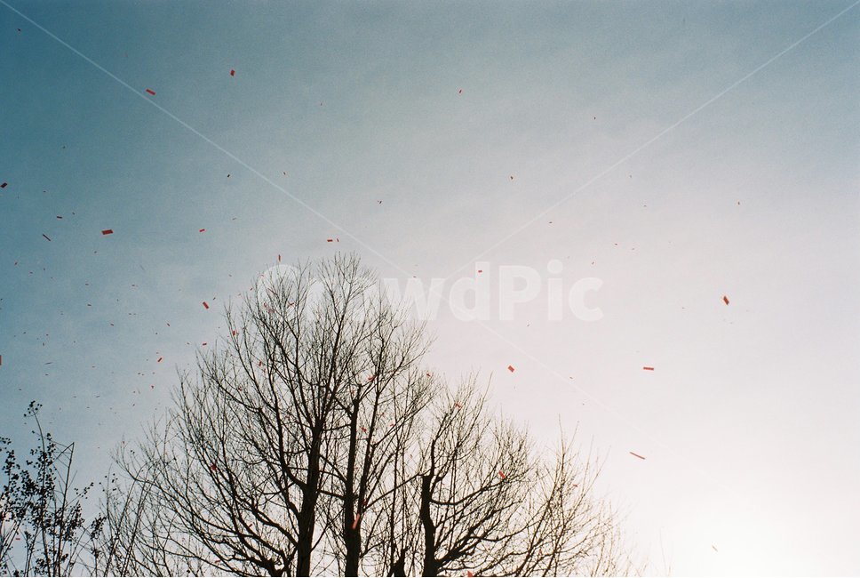 하늘,축제,필름사진,파란하늘,축제하늘,풍경,나무,자연,풍경,nature,landscape