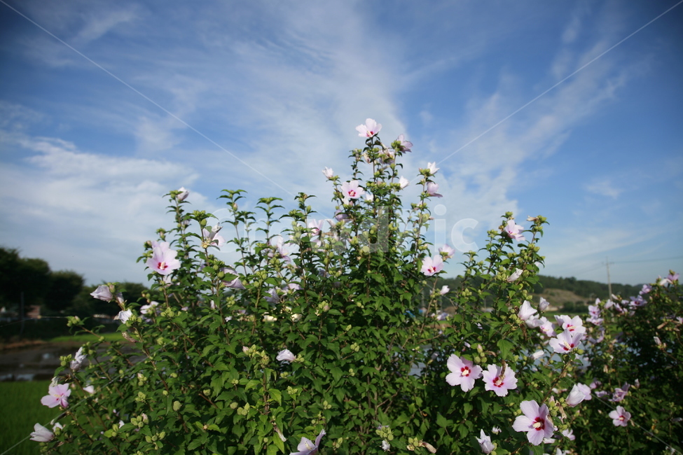 자연,일편단심,꽃,무궁화,대한민국,식물,자연,plants,nature,꽃,flower