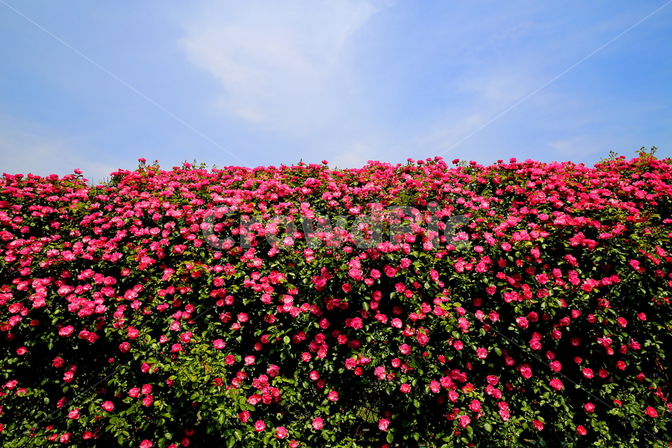 꽃,장미,식물,하늘,풍경,식물,자연,plants,nature,꽃,flower