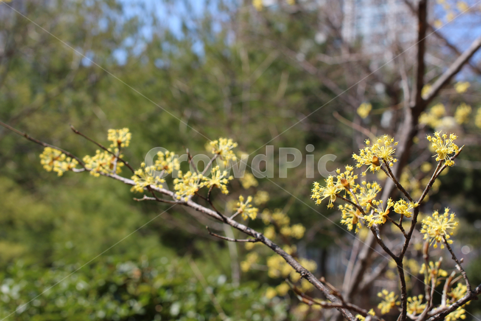 공원,봄,새싹,나무,노란꽃,식물,자연,plants,nature,꽃,flower