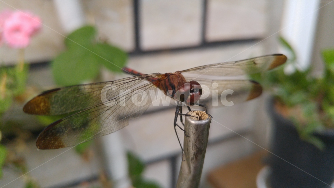 잠자리,dragonfly,곤충,insect,무척추동물
