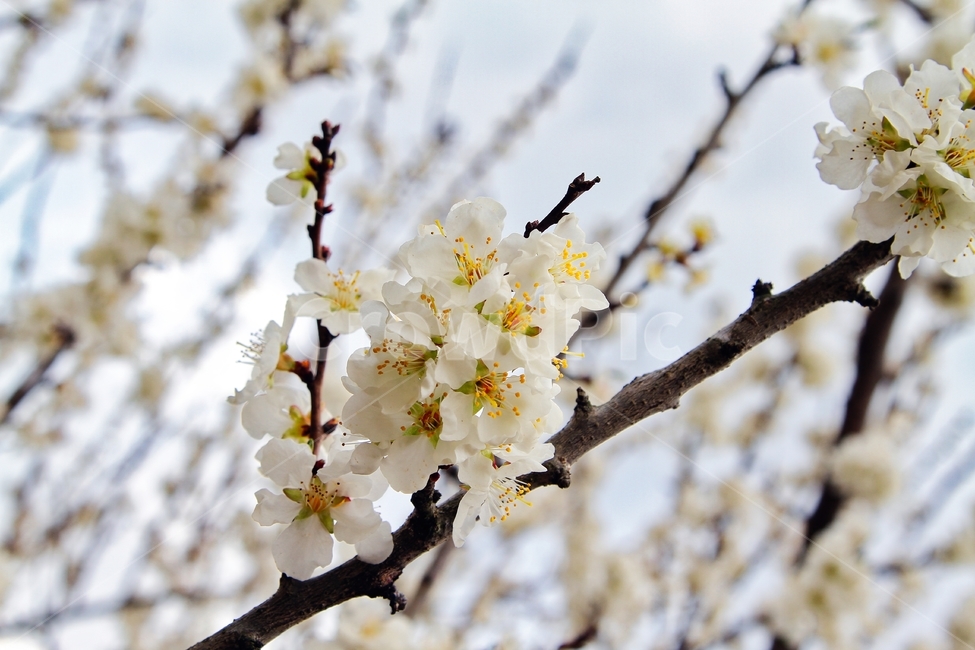 매화,매실나무,매실,봄,매화나무,봄,계절,spring,season,식물,자연,plants,nature,꽃,flower,plant,blossom