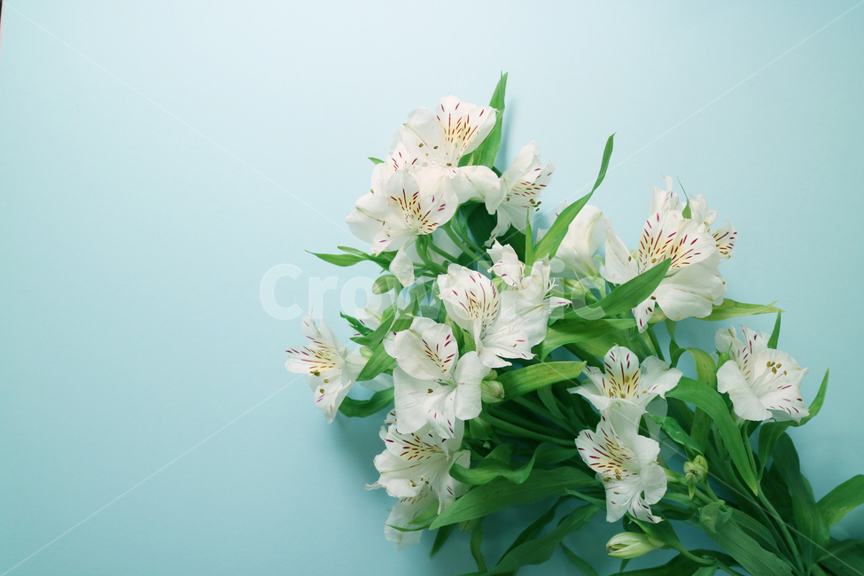 꽃,꽃다발,흰꽃,하얀꽃,백그라운드,배경,배경이미지,식물,부케,아름다움,보테니컬,꽃,flower