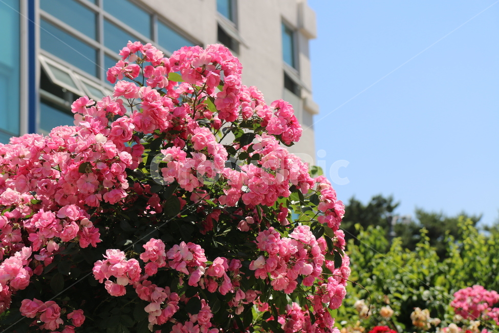 장미,초여름,여름꽃,rose,flowers,아름다운,분홍꽃,beautiful,화사한,여름,식물