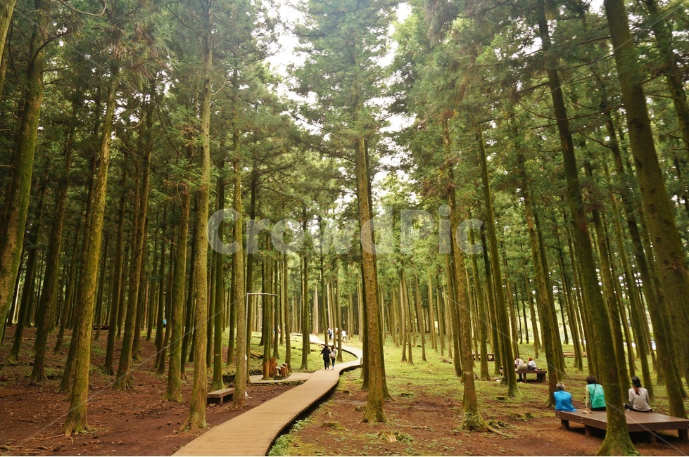 절물휴양림,제주도,숲,길,풍경,jejuisland,scenery,자연,풍경,nature,landscape,식물,plants,나무,trees,wood,사람들,대중,군중,other people,crowd,plant