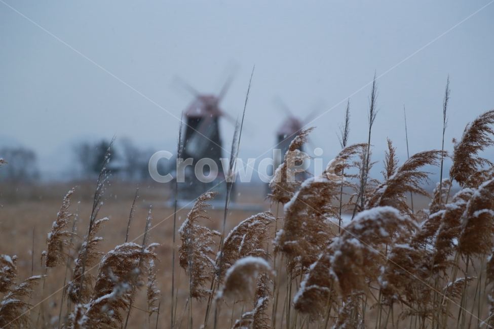 갈대,겨울,눈,풍차,새벽,추위,무거운,나무,풀,겨울,계절,winter,season,식물,자연,plants,nature