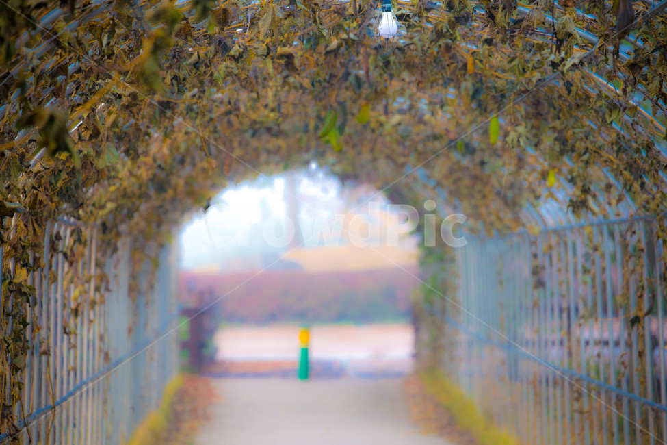 풍경,가을,오송,넝쿨,안개,가을,계절,fall,autumn,season,garden,정원,outdoors,옥외