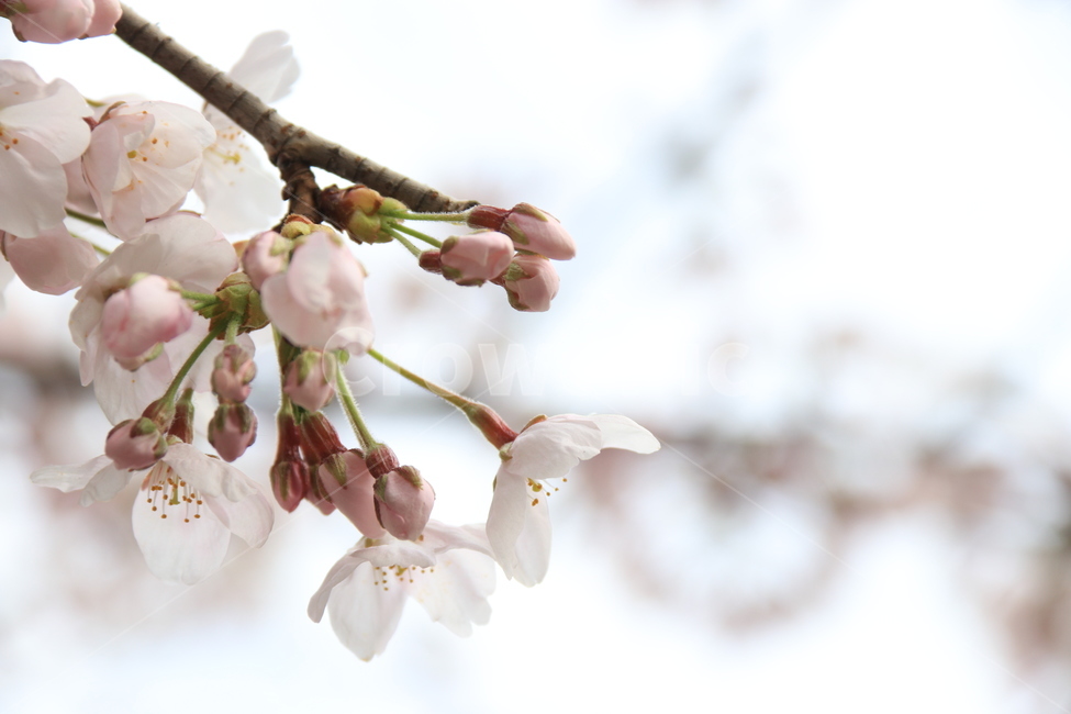 plant,flower,cherryblossom,blossom,꽃,벚꽃,식물,자연,봄,식물,자연,plants,nature,꽃,flower