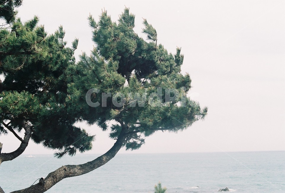 나무,바다,하늘,부산,자연,감성,감성사진,한국,아날로그,필름,필름카메라,자연,풍경,nature,landscape,식물,plants,나무,trees,wood,tree,plant