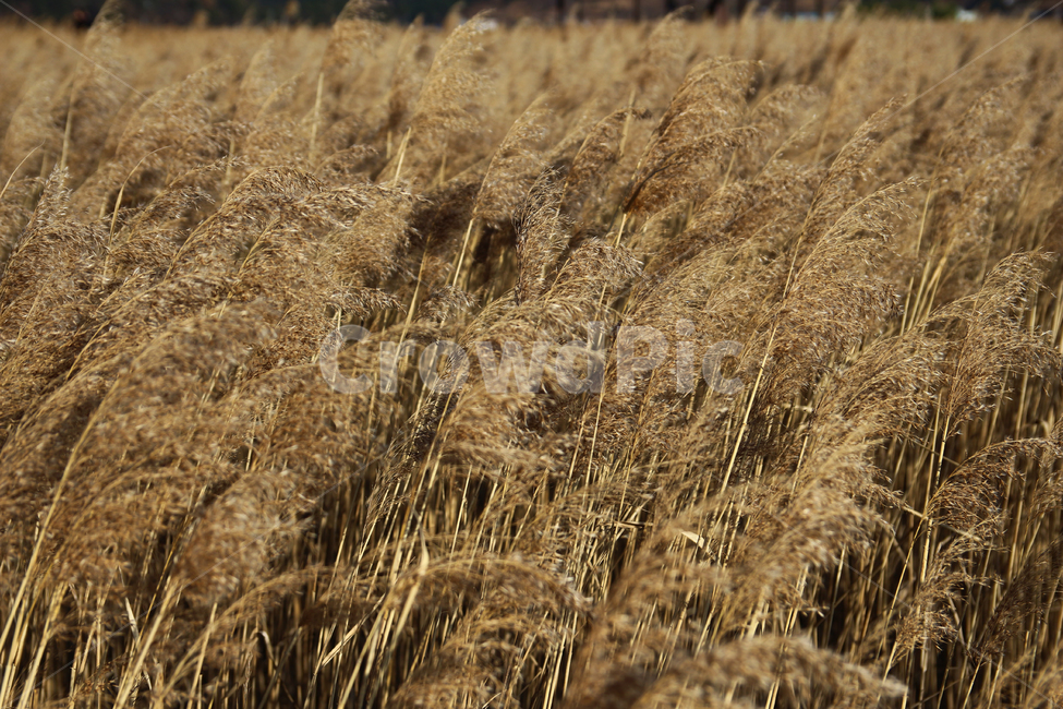 억새,갈대,억새풀,식물,grain,곡물,자연,outdoors,가을,계절,fall,autumn,season