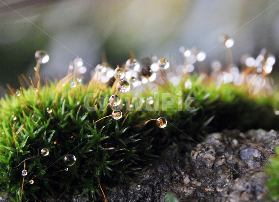 아침,이슬,아침이슬,솔이끼,식물,물방울,조경,이끼,배경사진,식물,자연,plants,nature