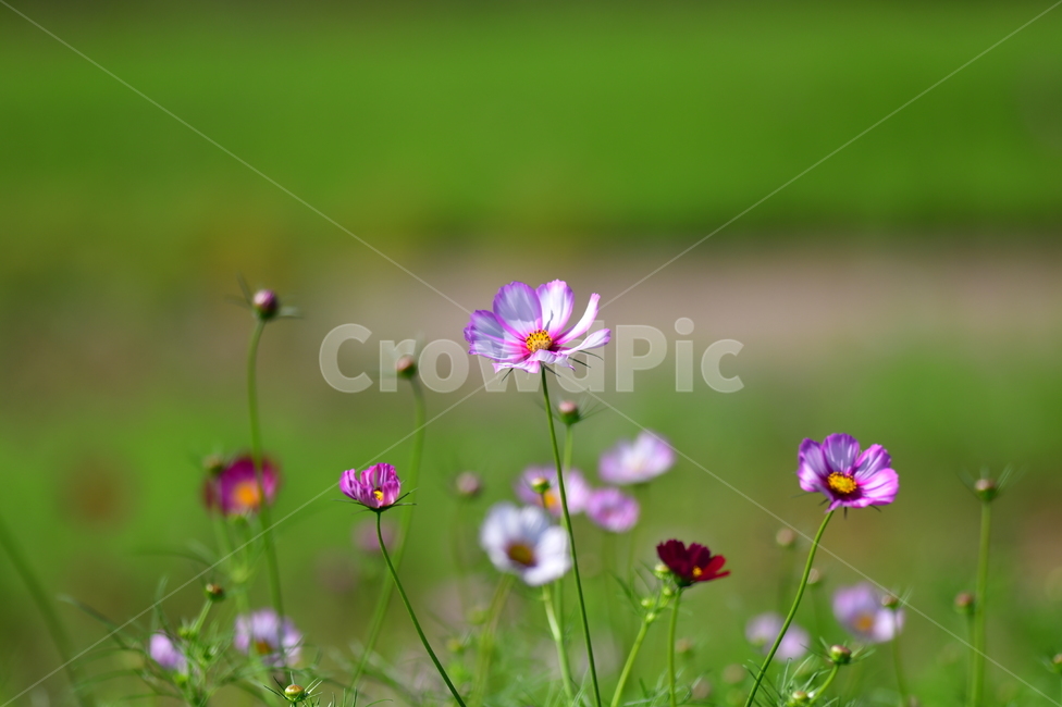 가을,코스모스,꽃,야생화,자연,공원,가을,계절,fall,autumn,season,식물,자연,plants,nature,꽃,flower,plant
