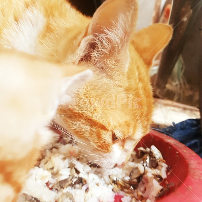 고양이,밥,길고양이,먹이,노란