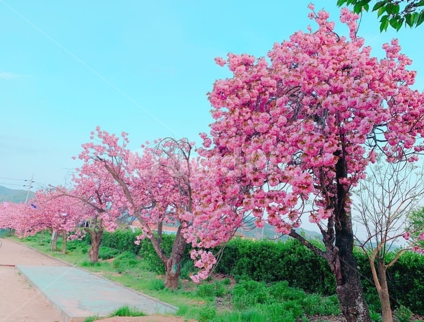 겹벚꽃,왕벚꽃,벚꽃,나무,분홍색,색감,봄,봄나무,봄꽃