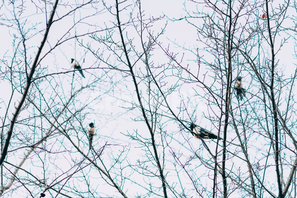 새,까치,bird,animal,동물,나무,sky,하늘,nature,자연,landscape,나뭇가지,겨울,계절,winter,season,식물,자연,plants,nature,나무,trees,wood,동물,animal,조류,새,birds,감성,sensible,feeling