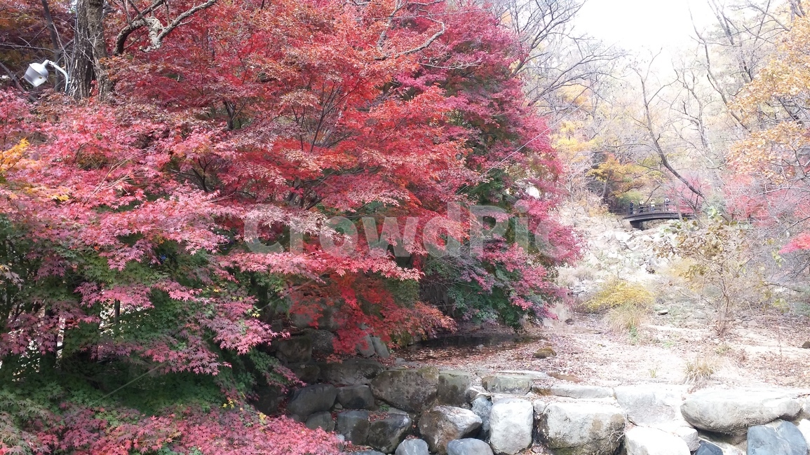 tree,나무,plant,식물,가을,산,풍경,산책,나들이,단풍,가을,계절,fall,autumn,season,maple