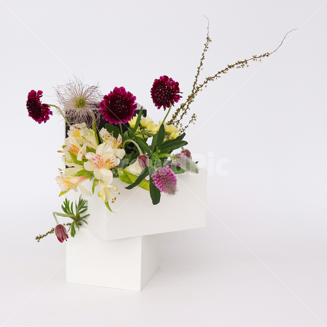 식물,플랜테리어,인테리어식물,반려식물,꽃,센터피스,꽃바구니,flowers,flower,스카비오사,할미꽃,실내용화초,화분,화초,house plant