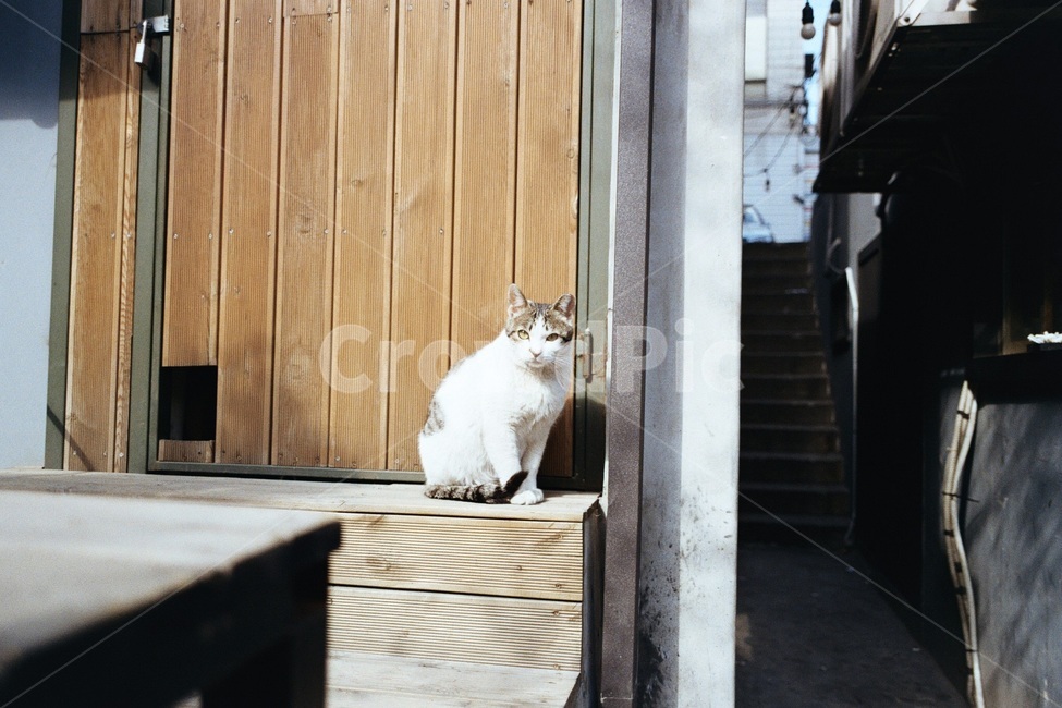 길냥이,고양이,공원,개냥이,동물,동물,animal,포유류,mammal,고양이,cat,kitten,kitty