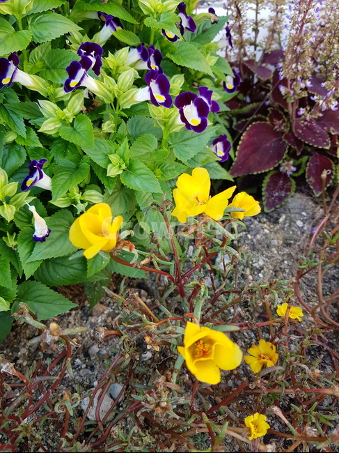 꽃,들꽃,가을꽃,들판,예쁜꽃,힐링,식물,자연,plants,nature,꽃,flower