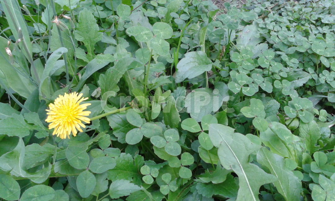 plant,식물,leaf,잎,green,식물,자연,plants,nature