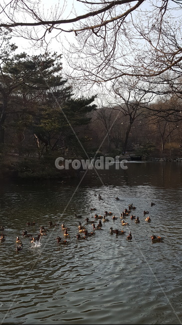 창경궁,연못,창경궁연못,원앙,원앙떼,오리,새,자연,풍경,겨울,겨울풍경,2월,창경궁연못,원앙무리,원앙새,동물,animal,조류,새,birds