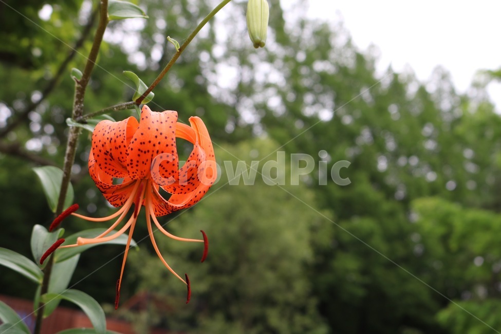꽃,식물,자연,주황,초록,flower,plants,nature,orange,green,hana,shokubutsu,orenziiro,midori,하늘,나무,sky,sora,tree,ki,식물,자연,plants,nature,꽃,flower