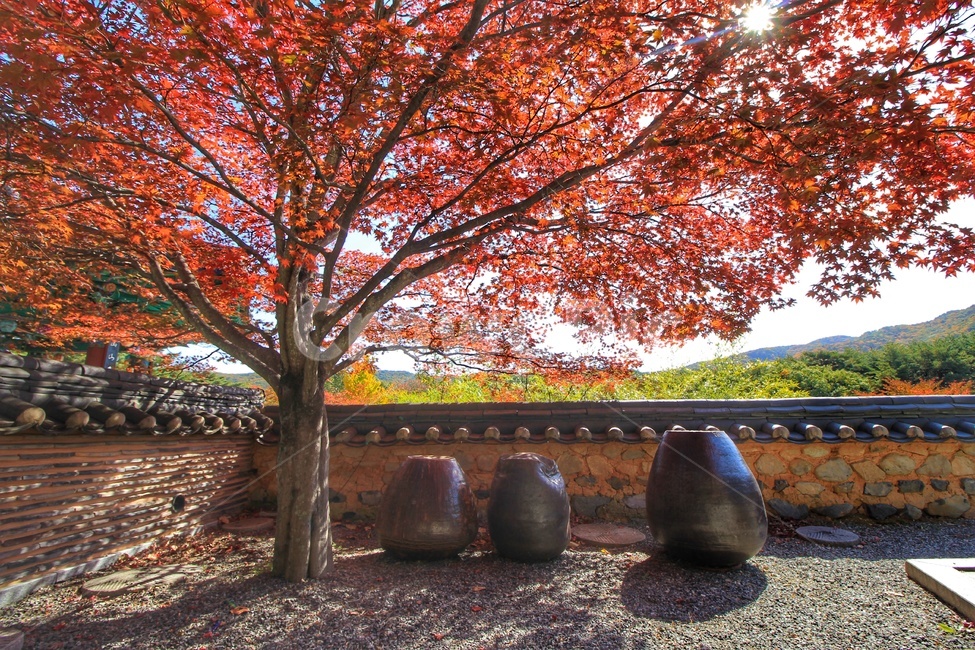 가을,단풍나무,감성,장독대,힐링,가을,계절,fall,autumn,season,한국전통,한국문화,korean traditional,korean culture,건축물,건물외관,exterior,building,structure,architecture,construction,tree,나무,plant,식물