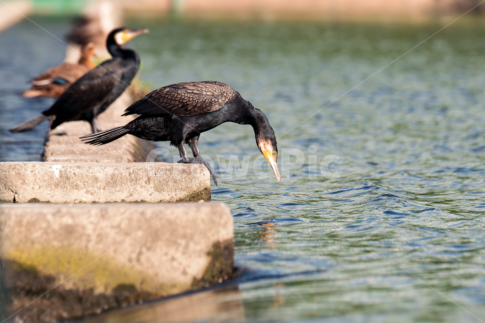 가마우지,민물가마우지,새,철새,자연,생태,생태계,동물,야생동물,조류,cormorant,greatcormorant,animal,bird,waterfowl,동물,animal,조류,새,birds