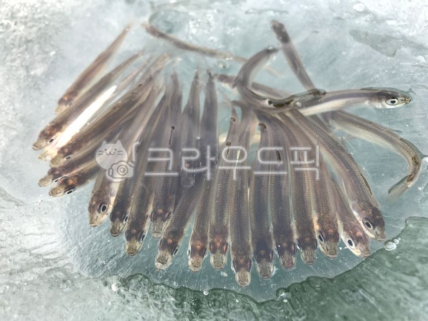 fish,물고기,빙어,동물,해양생물