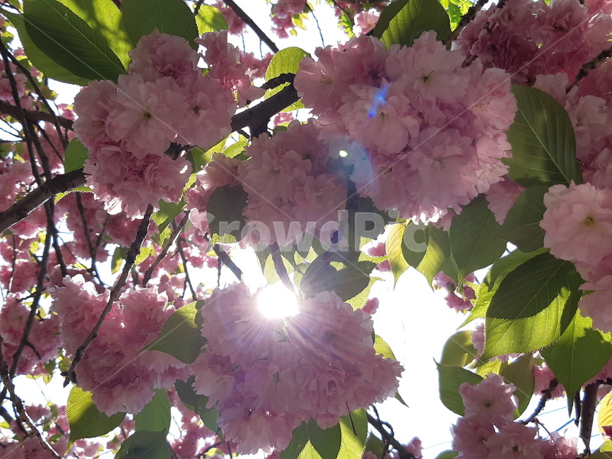 겹벚꽃,벚꽃,봄,배경,백그라운드,자연,식물,계절,분홍,분홍꽃,핑크,꽃송이,꽃잎,아름다움,벚나무,개화,만개,빛,햇살,봄,계절,spring,season,식물,자연,plants,nature,꽃,flower,plant,blossom
