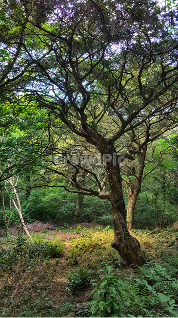 비자림,tree,나무,treetrunk,나무줄기,plant,식물,자연,숲,숲길,자연,풍경,nature,landscape,식물,plants,나무,trees,wood