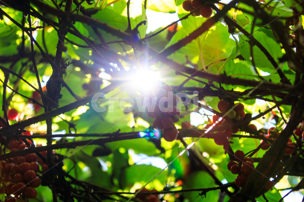 오미자,다섯가지맛,식물,과일,열매,수확,농업,제철,식물,자연,plants,nature,과일,열매,fruit