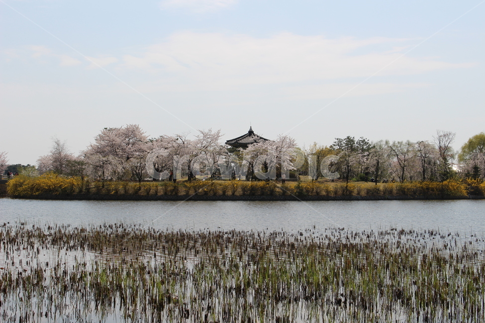 일산,일산호수공원,호수,나무,호수공원,벗꽃,봄,계절,spring,season,자연,풍경,nature,landscape,land,땅,outdoors,옥외,water,물