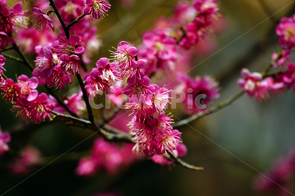 홍매화,한국자연,꽃,꽃사진,플라워,flower,봄,봄꽃,spring,식물,plants,자연,nature,풍경,landscape,계절,season,snap,스냅,접사,macro,closeup,클로즈업,감성사진,감성,힐링,healing,느낌,feel,feeling,꽃밭,화단,나무,나뭇가지,tree,꽃봉오리,4월,April,봄,계절,spring,season,식물,자연,plants,nature,꽃,flower,plant