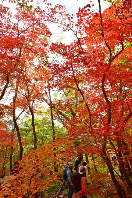 가을,단풍,자연,풍경,북한산,잎,단풍잎,붉은,나무,계절,계곡,숲,힐링,plant,fall,autumn,season,forestnature,landscape,한국자연풍경,한국자연경관,korea,tree,maple,leaf,가을,계절,fall,autumn,season,자연,풍경,nature,landscape,식물,plants,나무,trees,wood