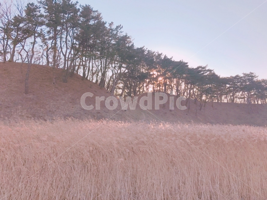 가을,겨울,갈대,억새,풍경,동산,나무,산,fall,winter,reed,자연,풍경,nature,landscape,감성,sensible,feeling,field,들,outdoors,옥외,grassland,목초지,mound,투수판