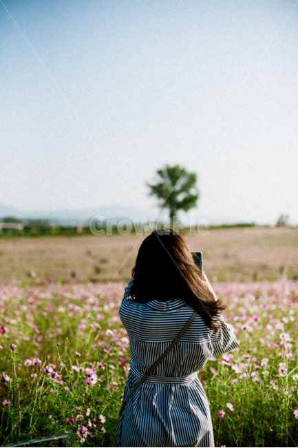 코스모스,가을,자연,flower,식물,식물,자연,plants,nature,꽃,flower,사람,인물,인간,human,person,여성,여자,woman,female,lady
