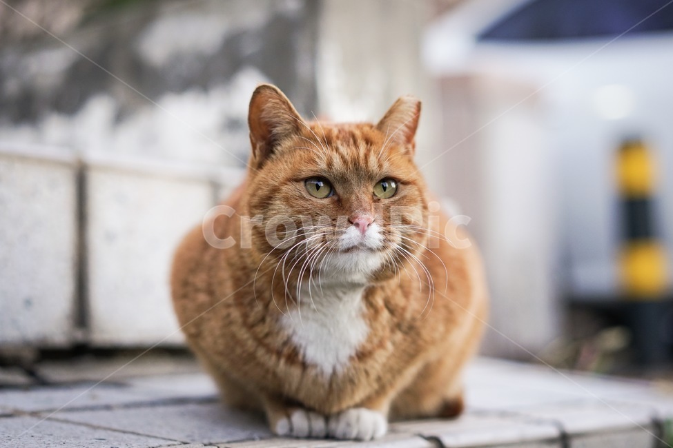 고양이,길고양이,동물,코리안숏헤어,식빵자세,노란고양이,yellowcat,코숏,야옹이,냥이,길거리,cat,streetcat,straycat,animal,koreanshorthair,동물,animal,포유류,mammal,고양이,cat,kitten,kitty