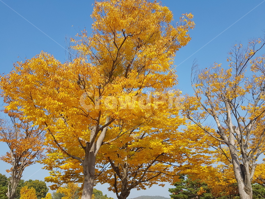 나무,가을,하늘,가을나무,노란나무,가을,계절,fall,autumn,season,tree,plant,식물,tree trunk,나무 줄기