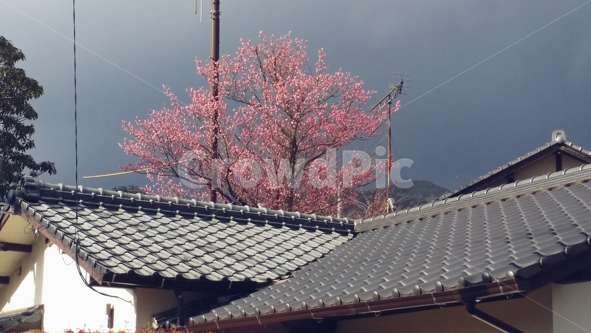 마을,나무,봄,japan,지붕,tree,벚꽃,일본