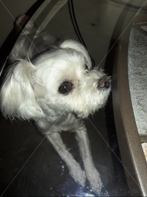 개,pet,애완동물,dog,animal