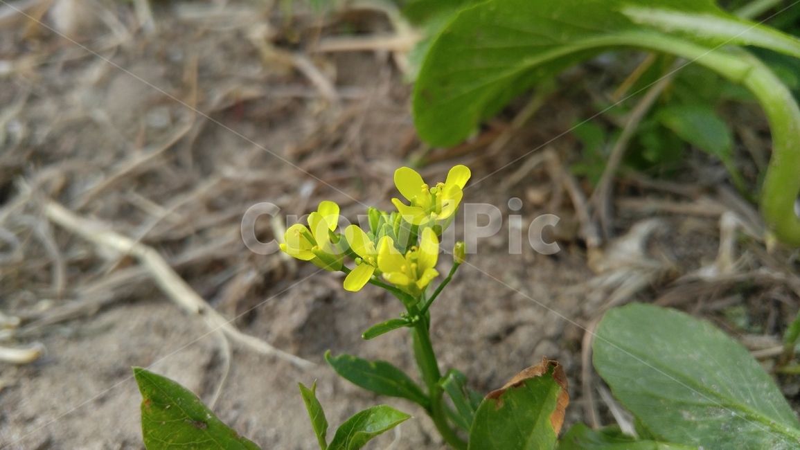 유채꽃,꽃,노랑꽃,노랑색,식물,계절,감성,배경,rapeflower,flower,yellow,flant,season,emotional,background